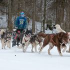 Schlittenhunderennen 5