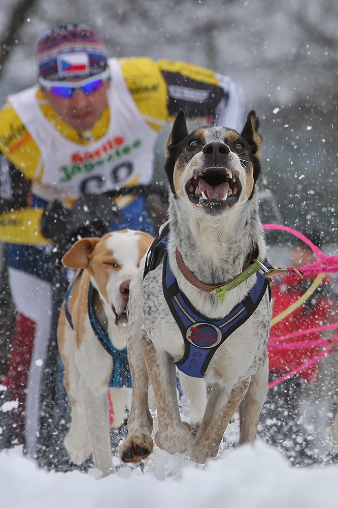 Schlittenhunderennen