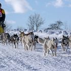 Schlittenhunderennen