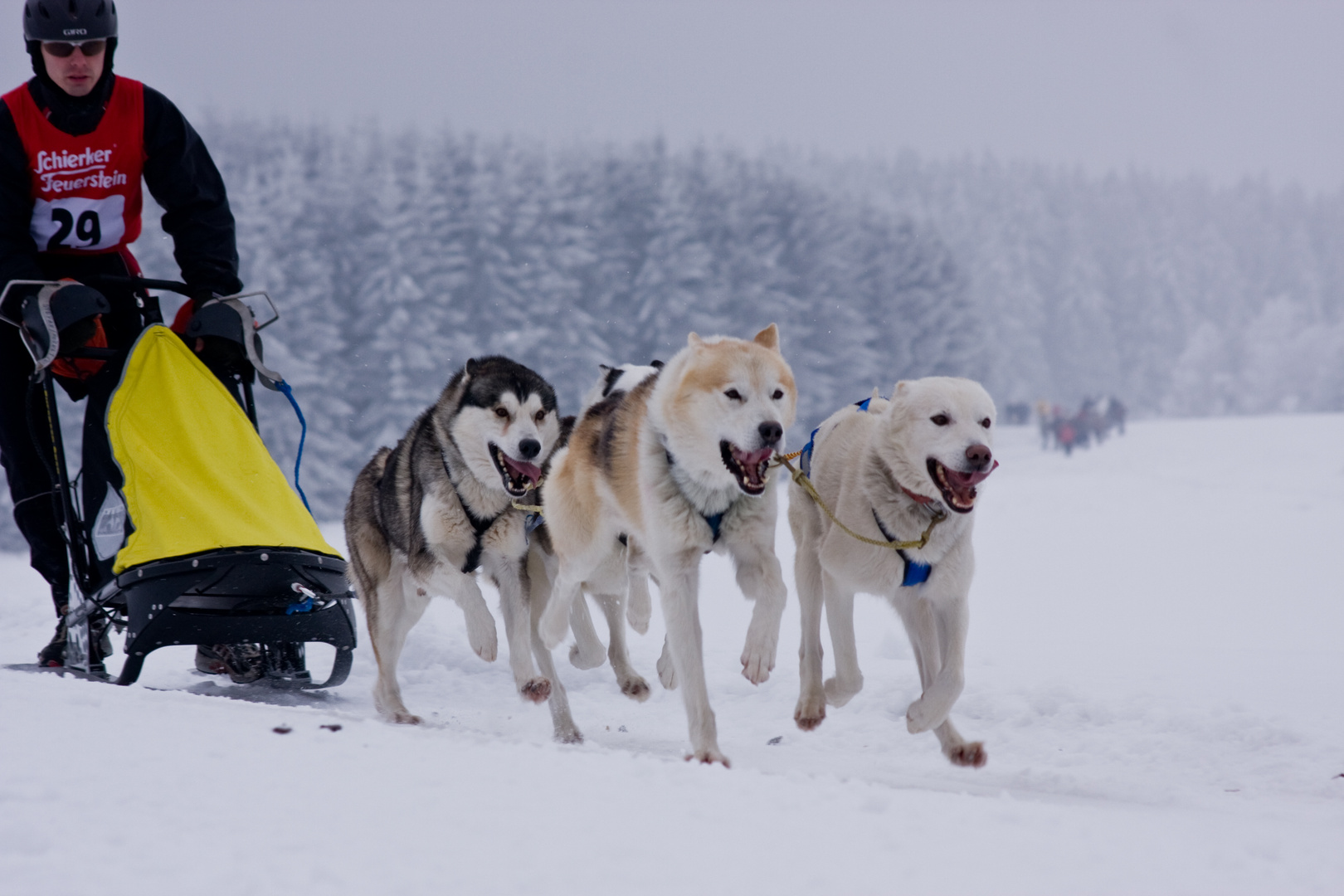 Schlittenhunderennen