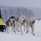 Schlittenhunderennen