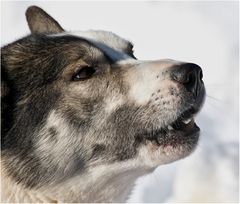 Schlittenhunderennen 