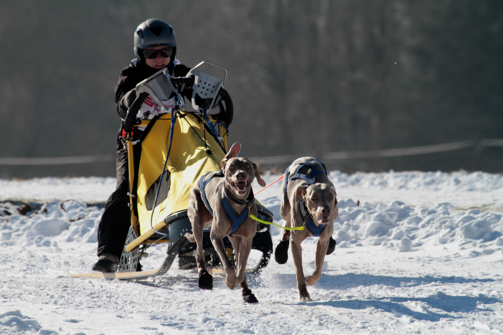 Schlittenhunderennen