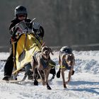 Schlittenhunderennen