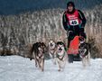 Schlittenhunderennen  von Rüdiger Damke 