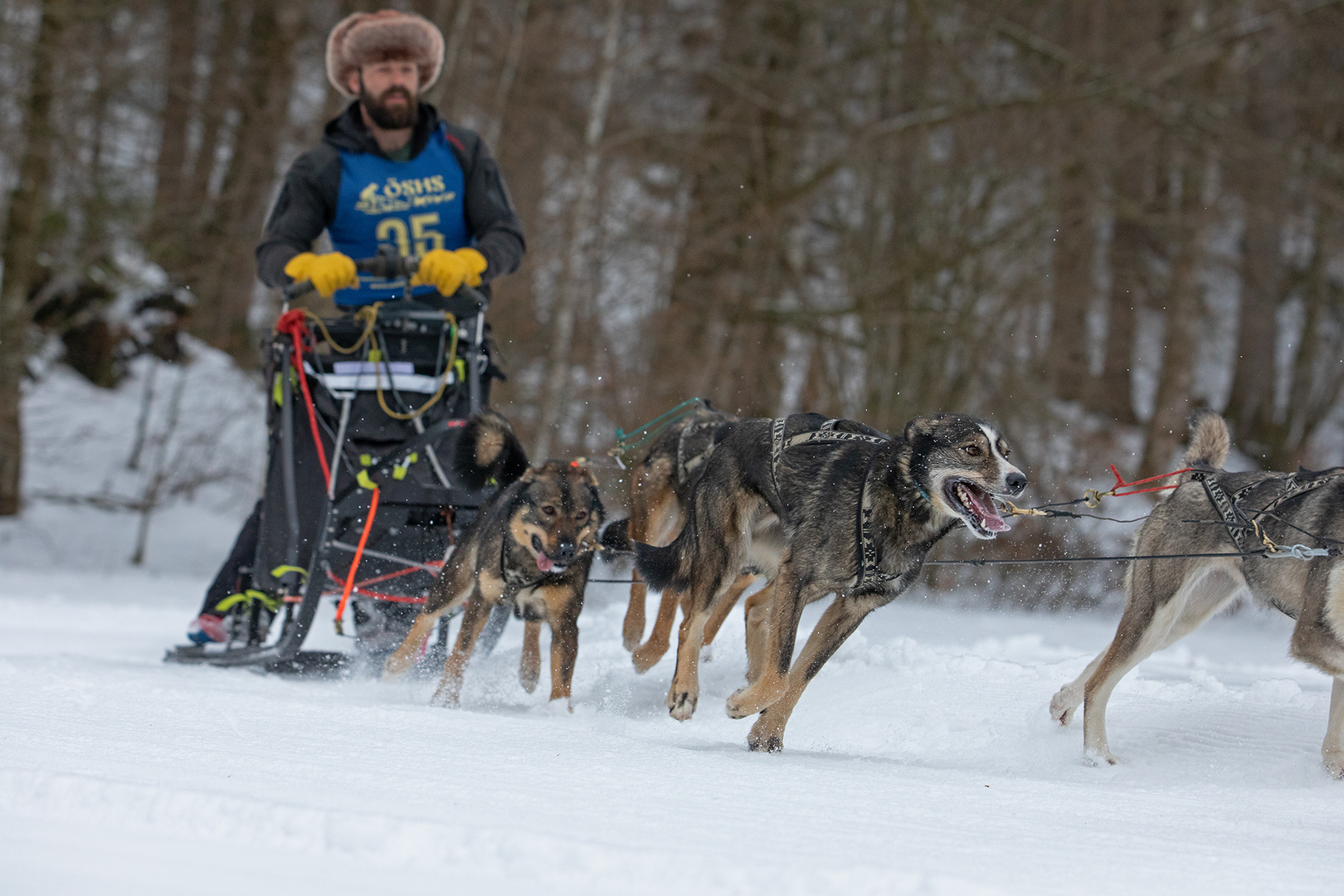 Schlittenhunderennen 6