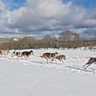 Schlittenhunderennen 