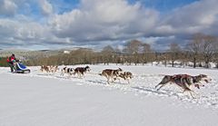 Schlittenhunderennen 