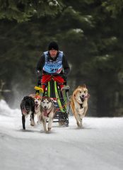 Schlittenhunderennen