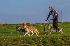 Schlittenhunderennen