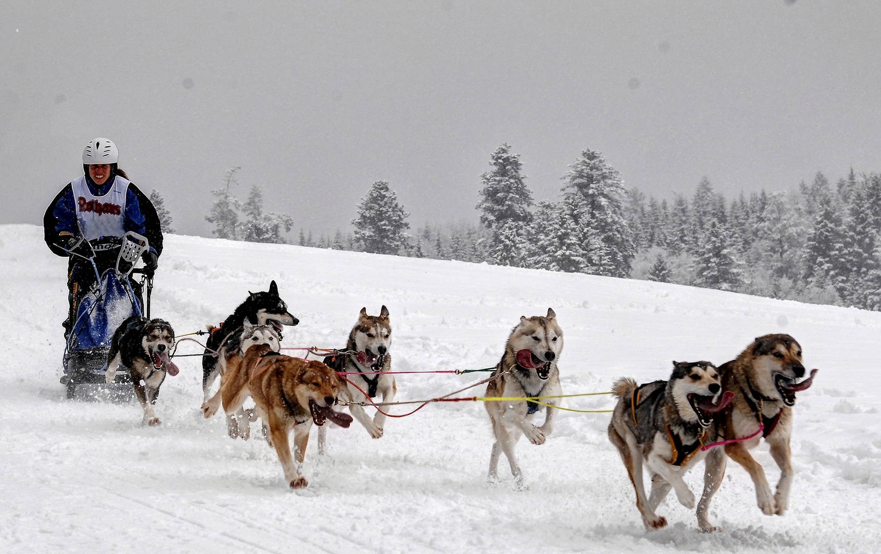 Schlittenhunderennen