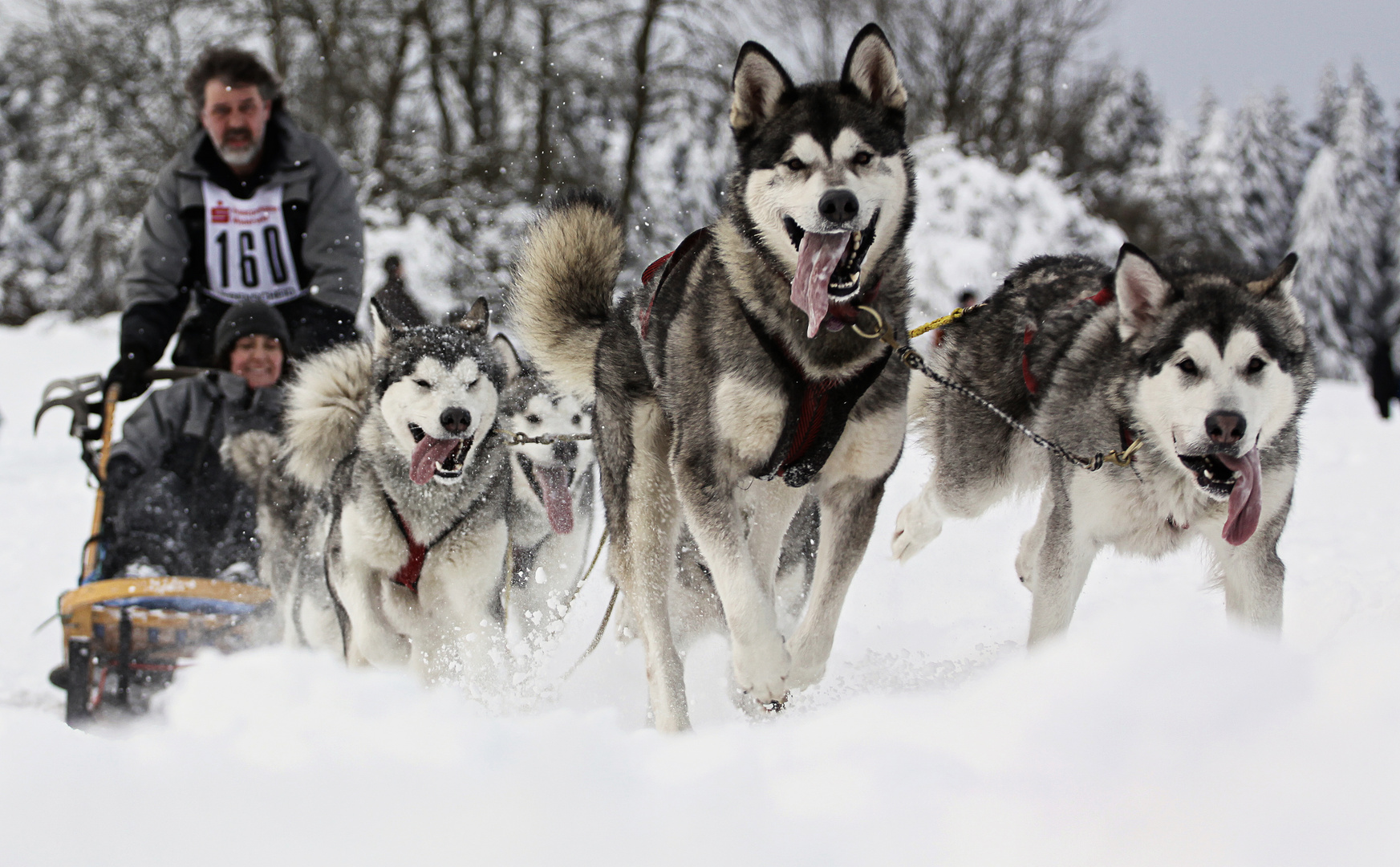 Schlittenhunderennen