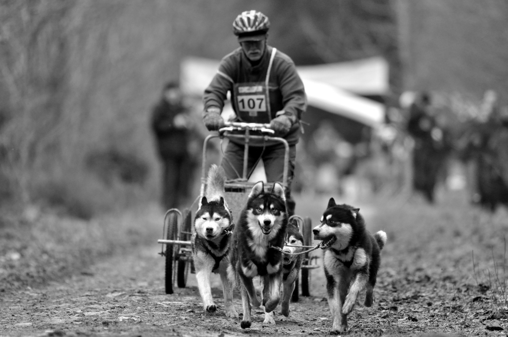 Schlittenhunderennen