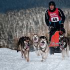 Schlittenhunderennen 