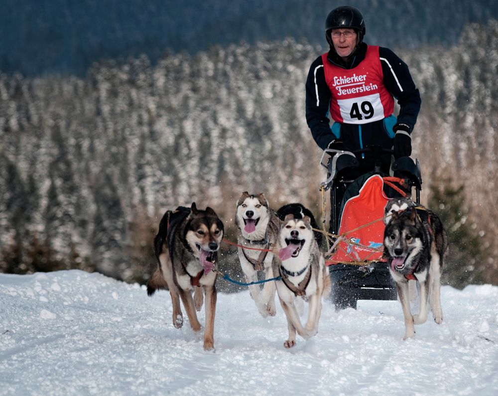 Schlittenhunderennen 