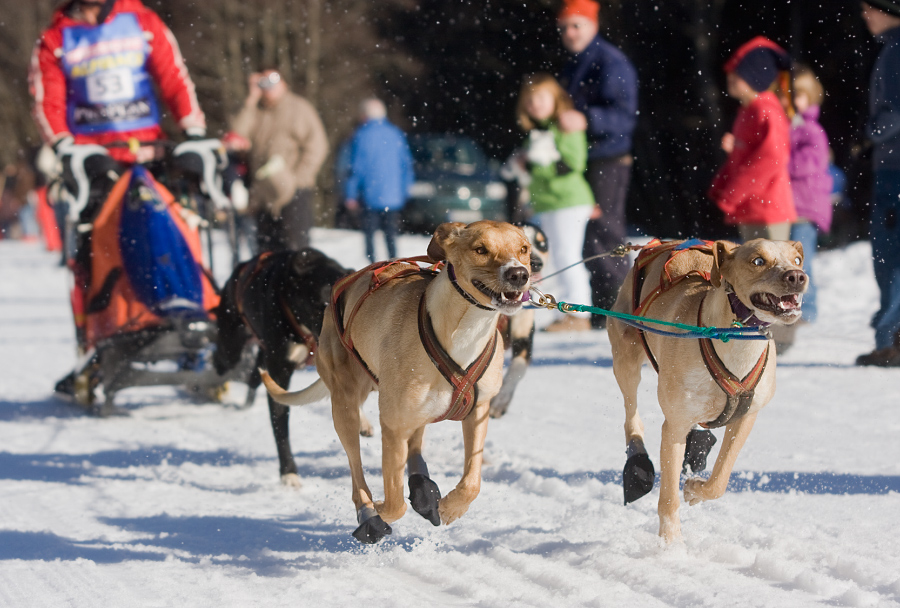 Schlittenhunderennen