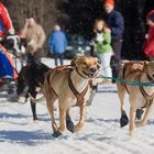 Schlittenhunderennen