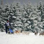 Schlittenhunderennen auf dem Dobel 13.12.08