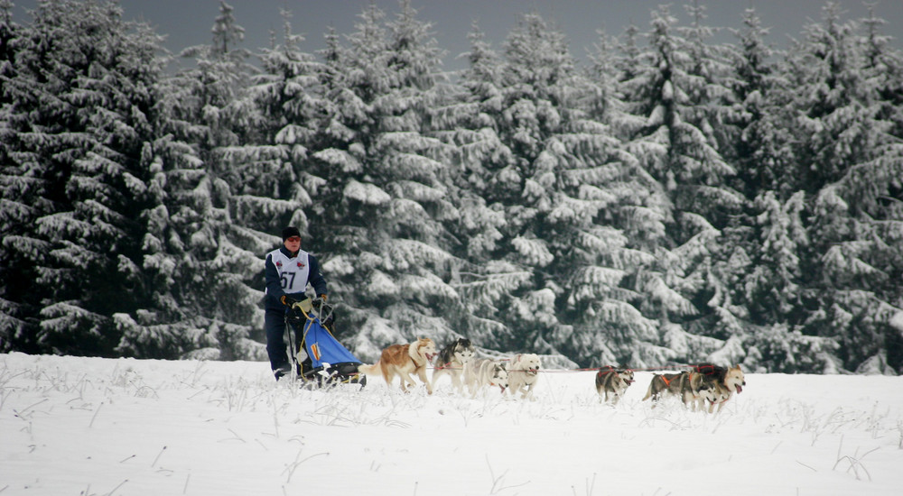 Schlittenhunderennen auf dem Dobel 13.12.08