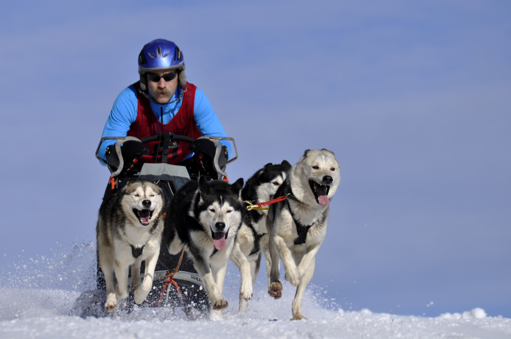 Schlittenhunderennen