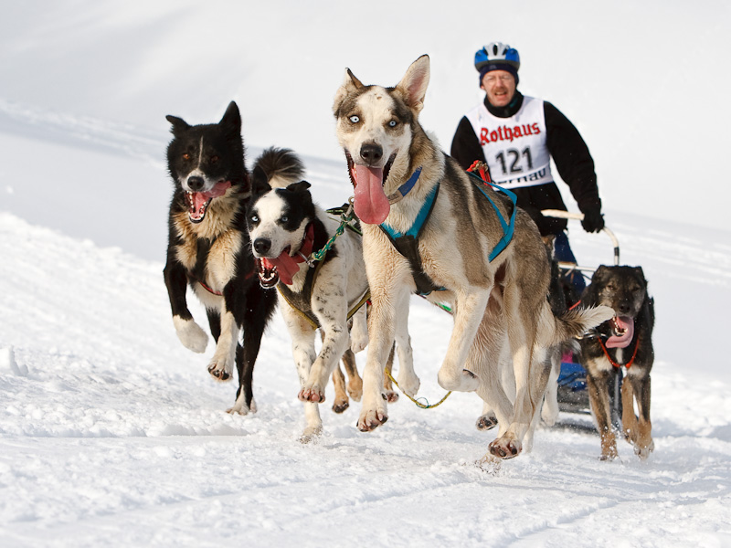 Schlittenhunderennen Bernau 2010 Nr. 1