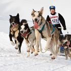 Schlittenhunderennen Bernau 2010 Nr. 1