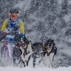 Schlittenhunderennen Bernau