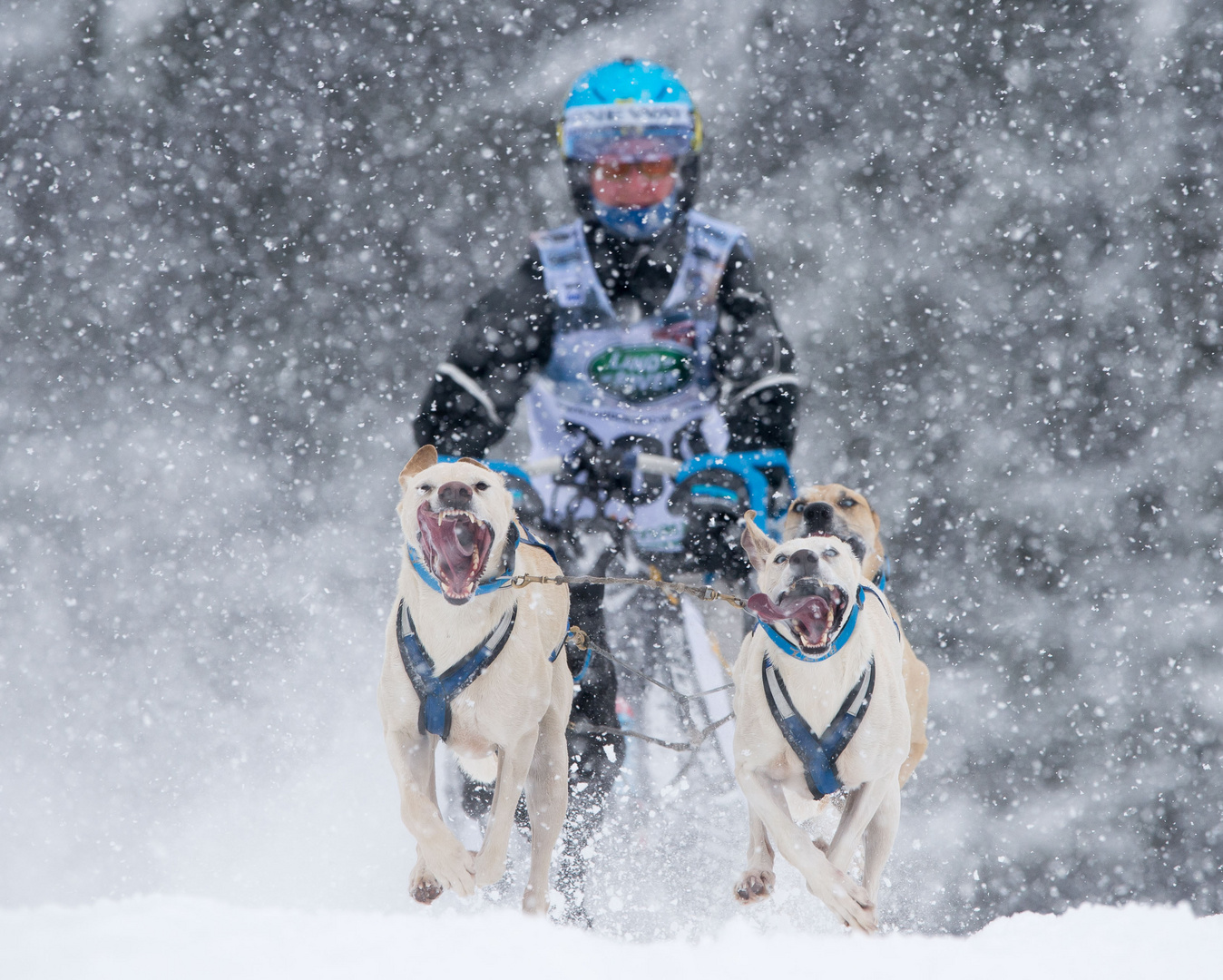 Schlittenhunderennen Bernau