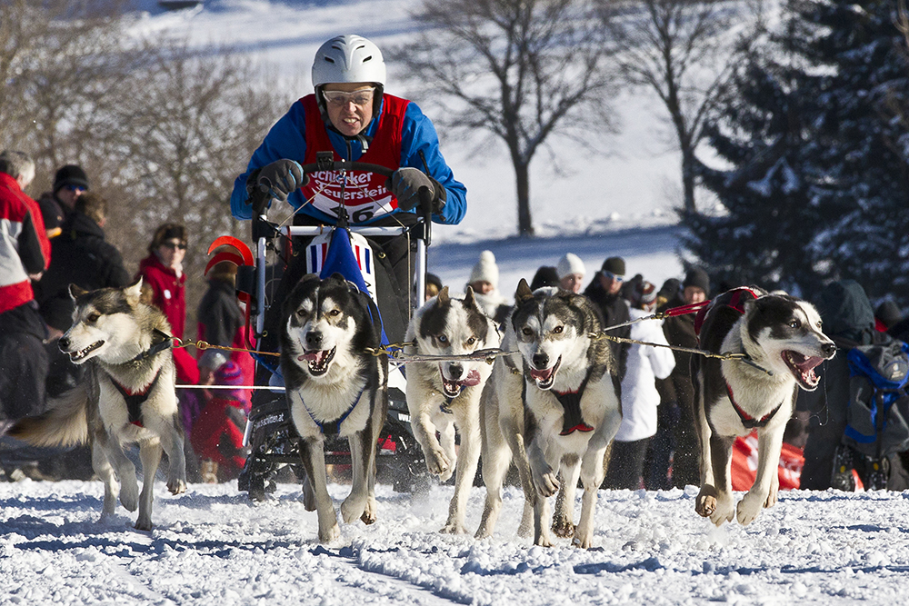 Schlittenhunderennen Clausthal Zellerfeld 2012