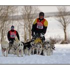 Schlittenhunderennen Clausthal-Zellerfeld 2013 (II)