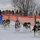 Schlittenhunderennen Clausthal-Zellerfeld 2013 (III)