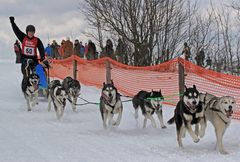 Schlittenhunderennen Clausthal-Zellerfeld 2013 (III)