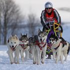 Schlittenhunderennen Clausthal-Zellerfeld 2013 (IV)