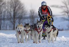 Schlittenhunderennen Clausthal-Zellerfeld 2013 (IV)