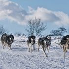 Schlittenhunderennen Clausthal-Zellerfeld 3