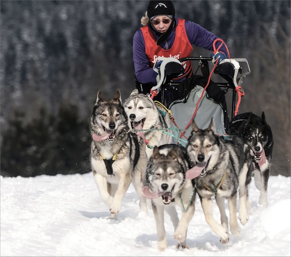 Schlittenhunderennen Clausthal-Zellerfeld