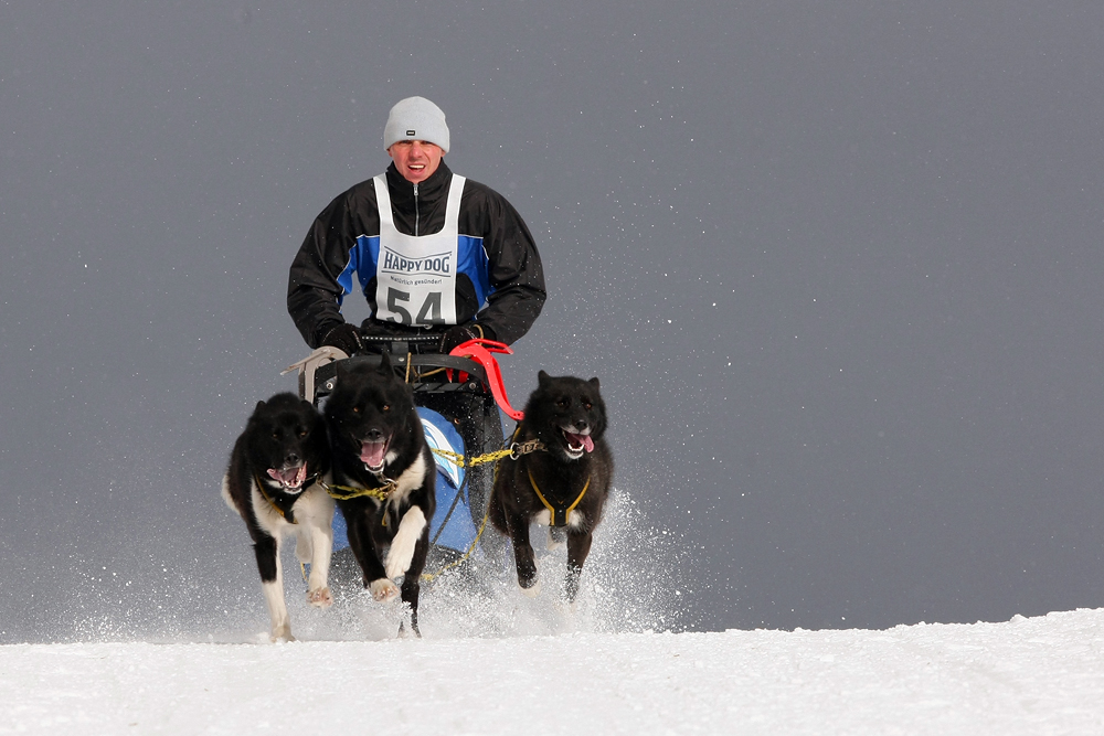 Schlittenhunderennen