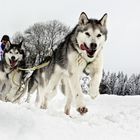 Schlittenhunderennen