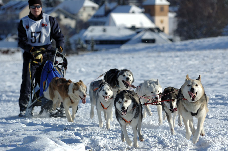 Schlittenhunderennen Dobel