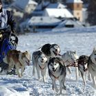 Schlittenhunderennen Dobel