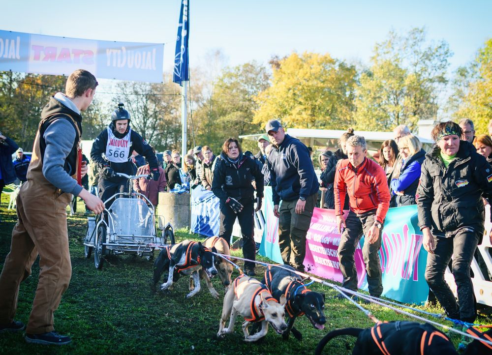 Schlittenhunderennen, dog races