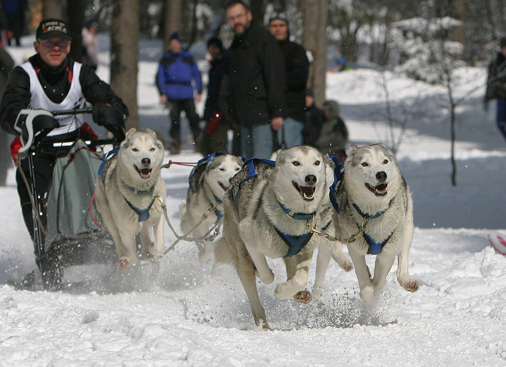 Schlittenhunderennen