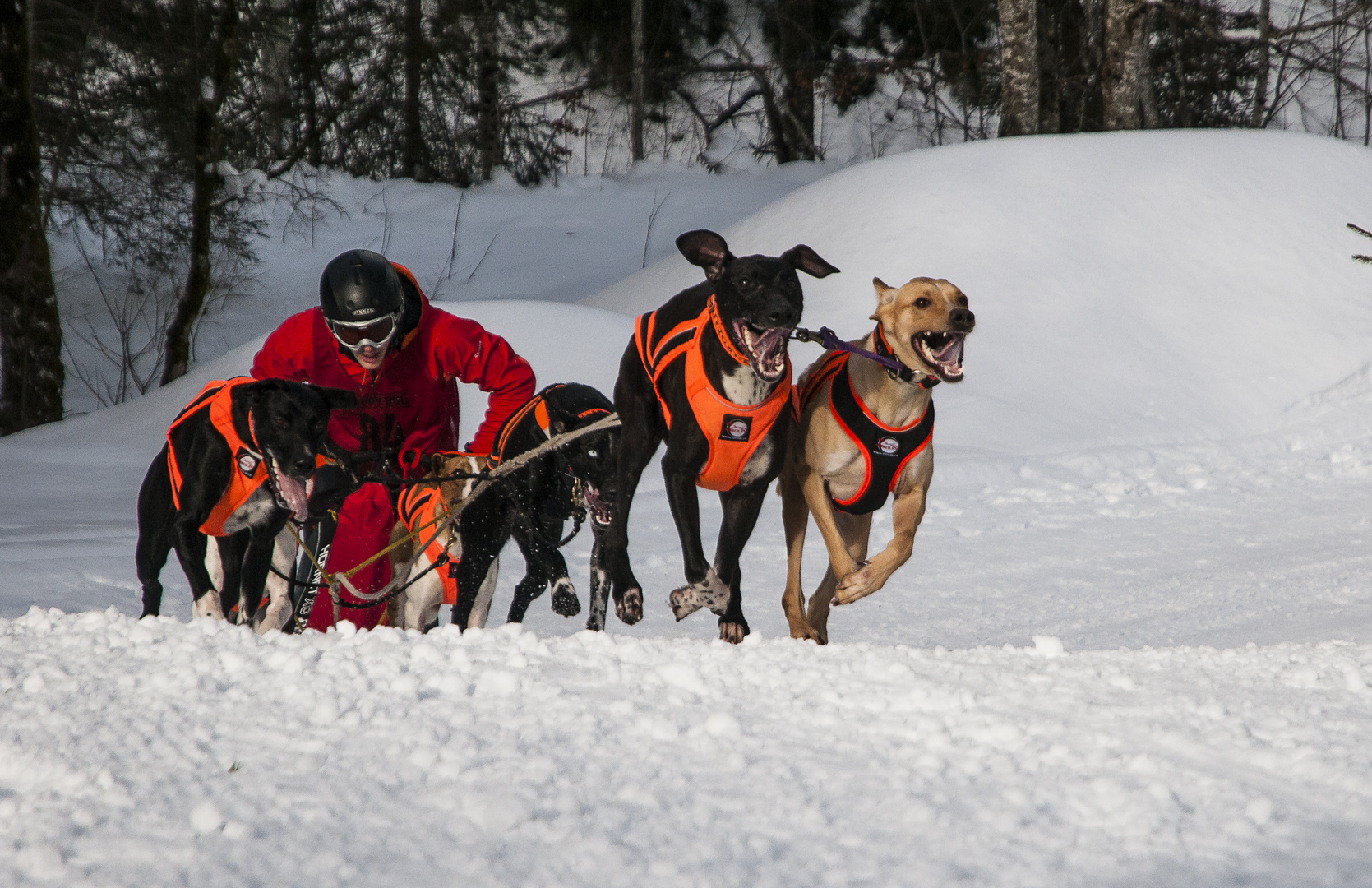 Schlittenhunderennen