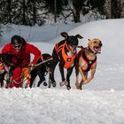 Schlittenhunderennen