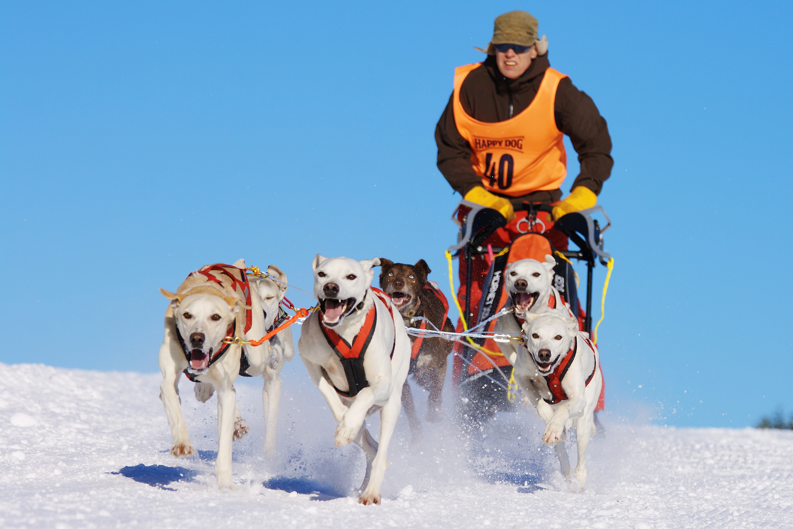 Schlittenhunderennen Frauenwald 2011 (1)