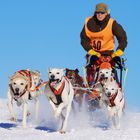 Schlittenhunderennen Frauenwald 2011 (1)