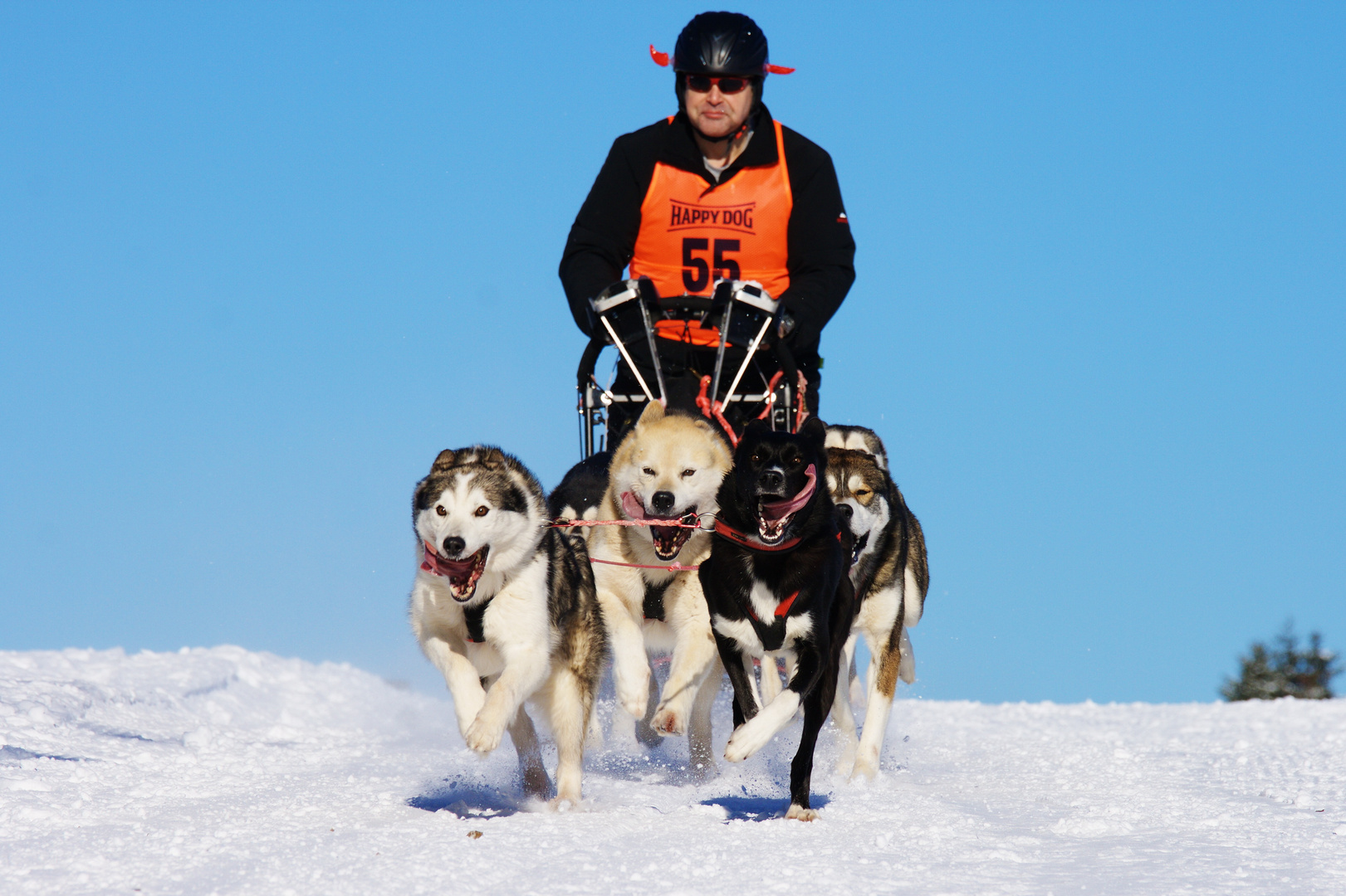 Schlittenhunderennen Frauenwald 2011 (3)