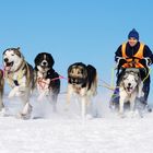 Schlittenhunderennen Frauenwald 2011 (4)