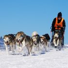 Schlittenhunderennen Frauenwald 2011 (5)