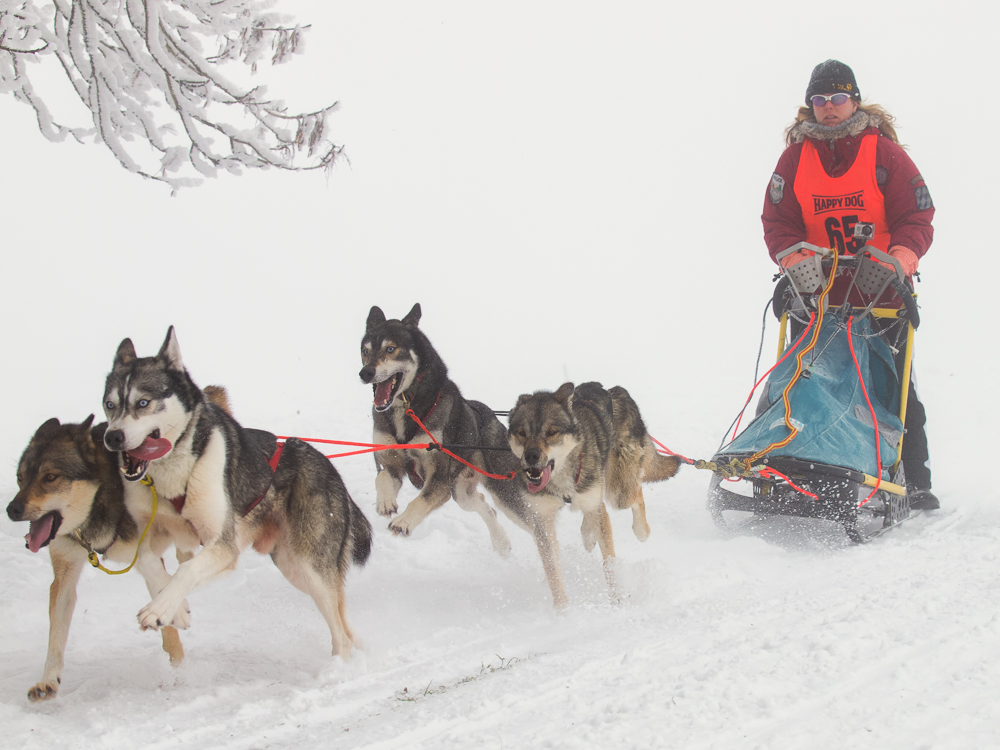 Schlittenhunderennen Frauenwald 2013